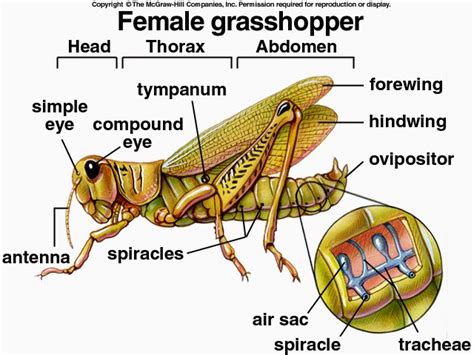 Sciency root words make anatomical parts harder to memorize. Bio Nerds: HOW TO: Dissect a Grasshopper