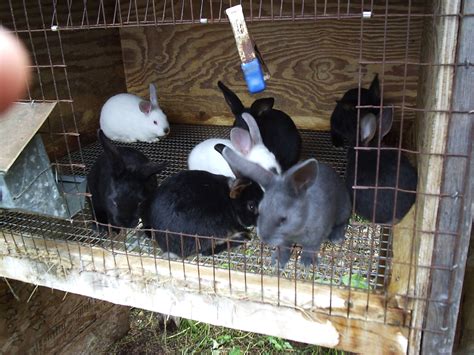 😍 Raising Rabbits To Eat Raising Rabbits For Meat 2019 02 19