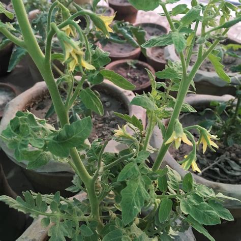 Tomatoes And Pepper Plants Dropping Flowers Gardening