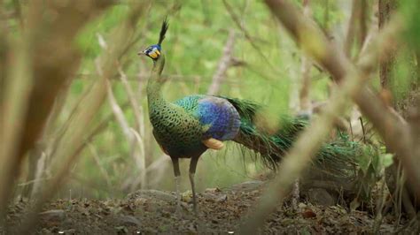 Rare Green Peafowl Captured On Camera In Sw Chinas Yunnan