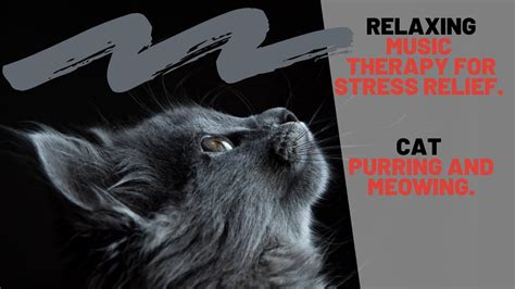 The Best Relaxing Music Therapy For Stress Relief Cat Purring And Meowing Youtube