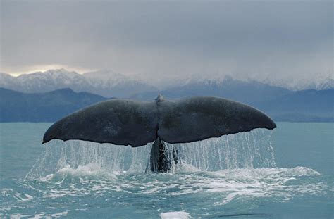 Sperm Whale Tail New Zealand Photograph By Flip Nicklin