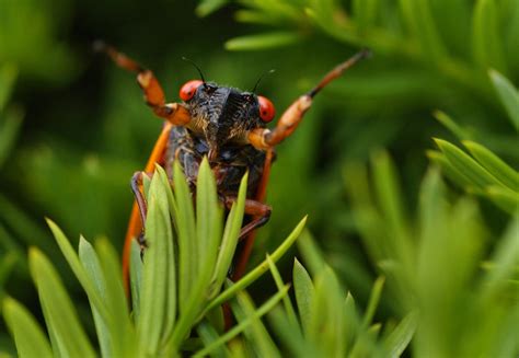 Cicadas Taste Great With Grits And Other Things You Probably Didnt Know About Pas Perennial