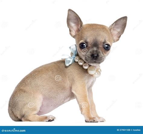 Chihuahua Puppy 4 Months Old Wearing Pearl Stock Photo Image Of