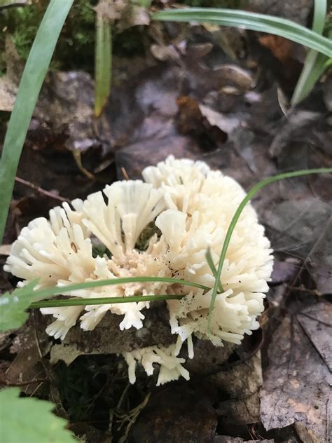 What Is This Coral Looking Fungus Ontario County Ny R