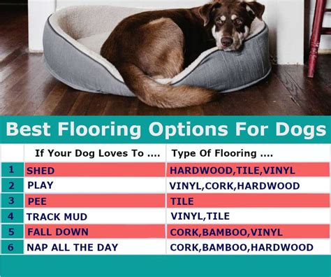5 Best Pet Friendly Flooring Options Amazing Floor Ideas