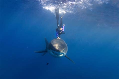 Ocean Ramsey Cruising With Great White Sharks Surf With Amigas