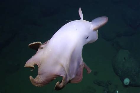 Scientists Spot Rare ‘dumbo Octopus On Ocean Floor