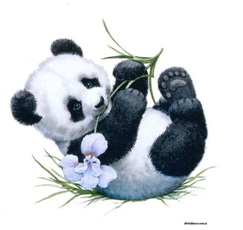 Panda Bears Adorables Ositos Ilustraciones Gratis