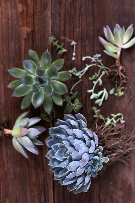 A Collection Of Succulent Plants Ready To Be Planted By Stocksy