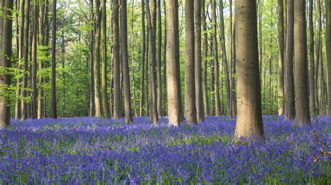 When To See Belgiums Hallerbos Blue Forest In Bloom Simplemost