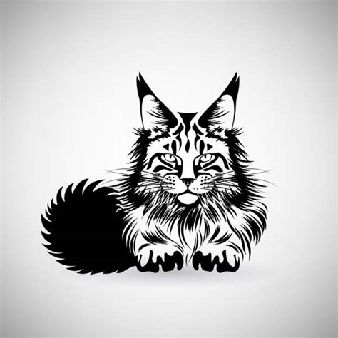 680 Maine Coon Cat Illustrations Graphiques Vectoriels Libre De