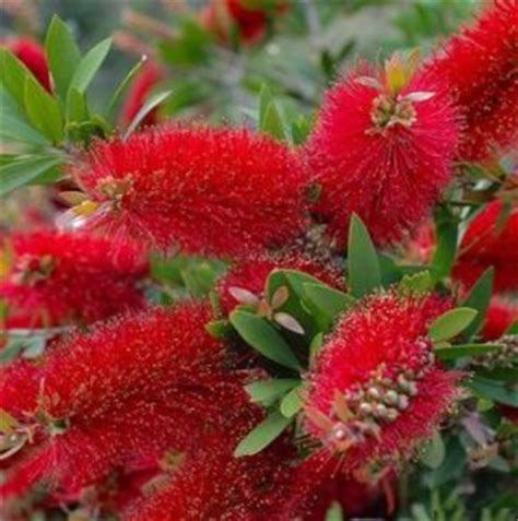 Shop our huge selection of flowering trees online with delivery right to your door. Products | Florida Nursery Mart