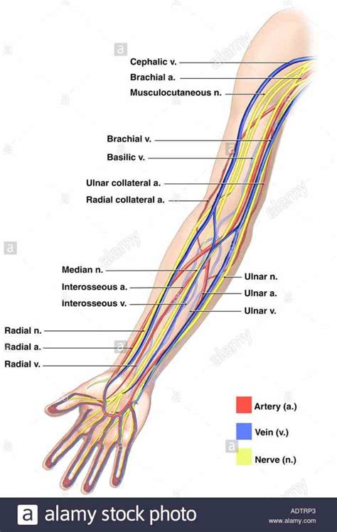 Upper Limb Superficial Veins
