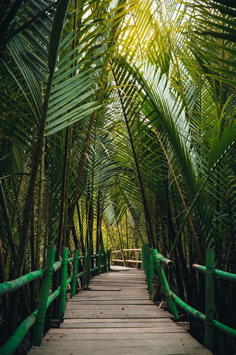 Bamboo Footbridge Jungle Uk