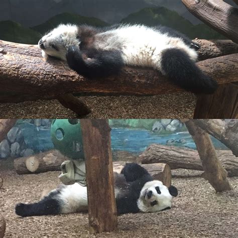 Panda Updates Wednesday June 14 Zoo Atlanta