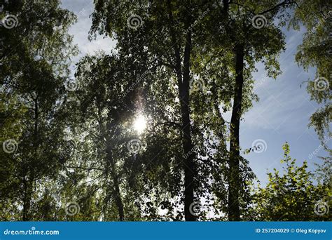 Sun Shines Through Trees Trees In Park In Summer Stock Image Image