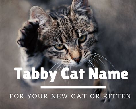 10 Incredible Names For Newly Adopted Tabby Cats
