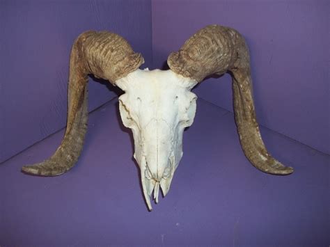 Real Ram Skull Animal Bone Parts Horns Teeth Antler Part Piece