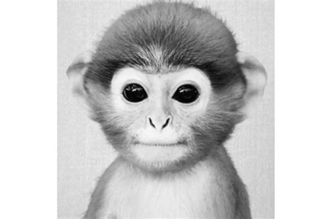 The hashtag has over 208 million videos. Monkey pfp TikTok: la dernière tendance de Monkey TikTok ...