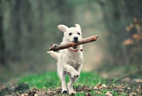 Dog With A Stick Dogs And Cats Postcards Postallove Postcards