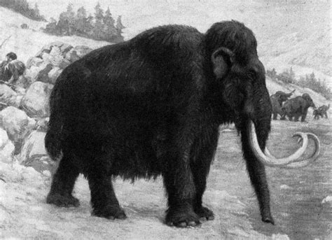 Russian And South Korean Scientists Announce Plan To Clone A Woolly Mammoth Woodz