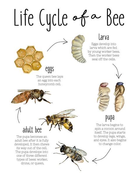 Life Cycle Of A Bee Pack Digital Download Honey Bee Life Etsy