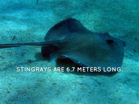 Stingrays By Mrs Walkers