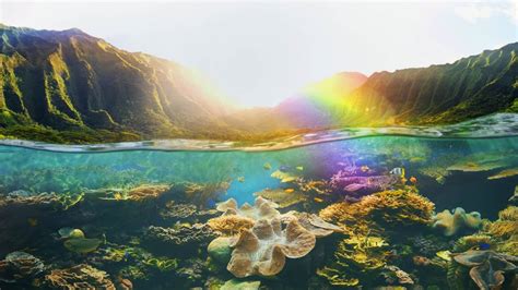 Tropical Uder Reef Bing Wallpaper Download