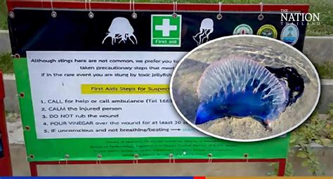 Mind That Sting Phuket Tourists Warned Against Jellyfish Terror