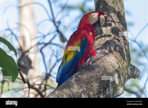 Perched Scarlet Macaw Ara Macao Image Taken In Chiriqui Panama The