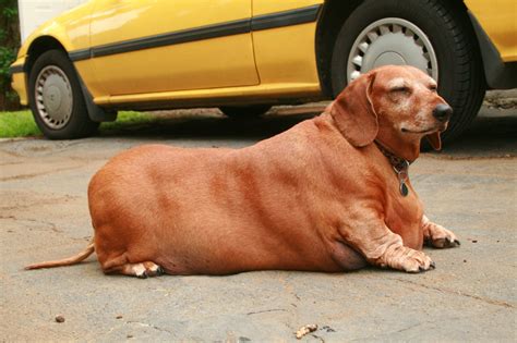 15 Fattest Dog Breeds Growth And Strength Simply For Dogs