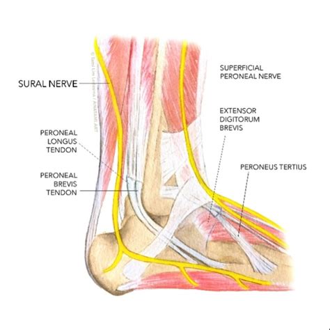 Sports Injury Bulletin Diagnose And Treat Uncommon Injuries Sural