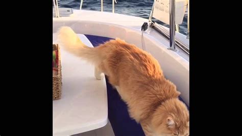 Amazing Sailing Cats Compilation Youtube