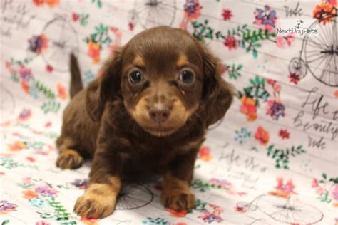 They are easily recognized by their long. Chiweenie: Dachshund, Mini puppy for sale near Kansas City, Missouri. | 986c6587-1351