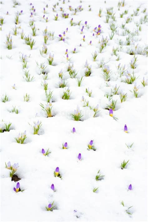 Crocus Flowers Emerging Through Snow In Early Spring Stock Photo