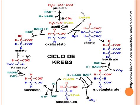 Ciclo De Krebs