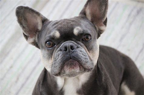 There are many different allergy sources. Beautiful Blue French bulldog | Temperament and other facts