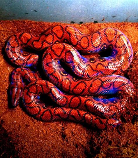 A Red And Blue Snake Curled Up On The Ground