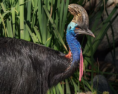 Photo Gallery Ornithologist Andy Mack And Cassowaries Of Papua New