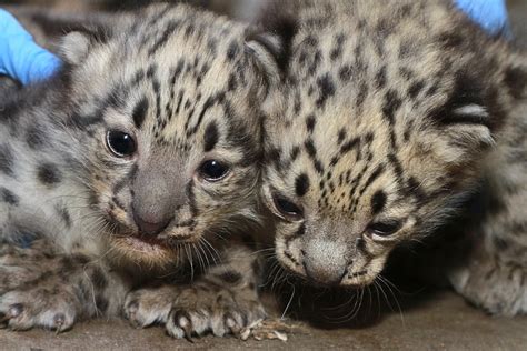Baby Snow Leopards Born At Zoo Boise Boise State Public Radio
