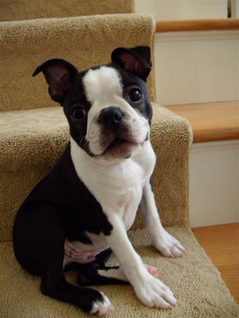 Cutest Boston Terrier Puppy Ever Cute Puppies Dogs And Puppies