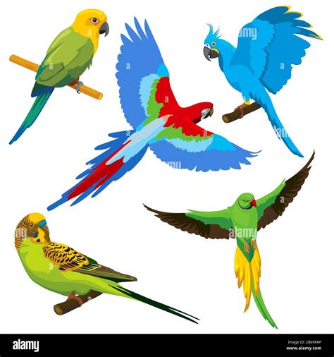 Cartoon Parrots Tropical Birds Vector Set Exotic Color Parrot Animal