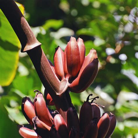 Rare Exotic Borneo Banana Musa Hirta 5 Seeds Etsy Uk