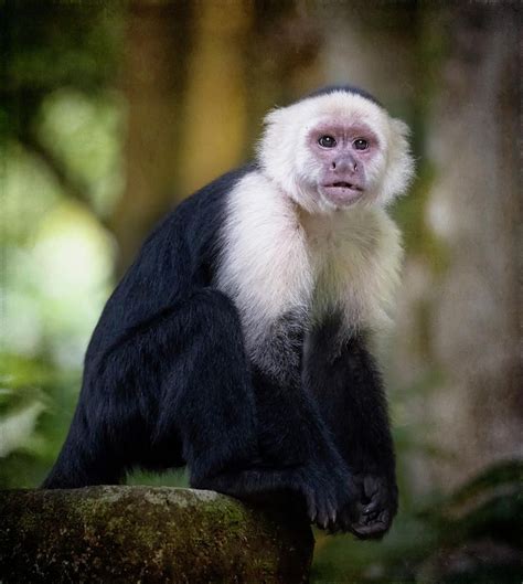 Joancarroll White Faced Capuchin Monkey Costa Rica Iii