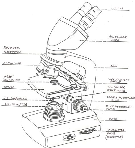 Binocular Microscope Drawing At Getdrawings Free Download