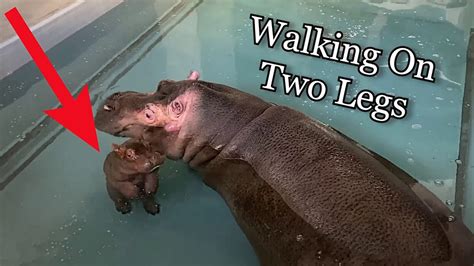 Baby Hippo Walking On Two Legs Funny Baby Hippo Youtube