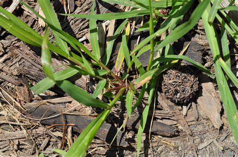 Large Crabgrass Large Crabgrass Digitaria Sanguinalis W Flickr