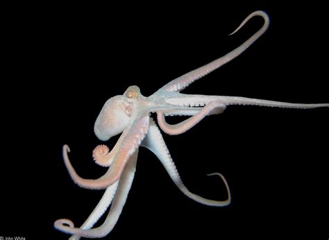 Calphotos Octopus Sp Caribbean Octopus