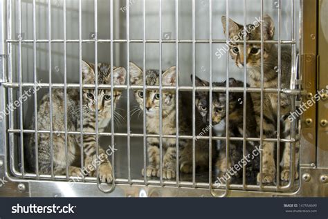 Four Kittens Cage Animal Shelter Eye Stock Photo 147554699 Shutterstock